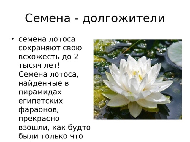 Семена - долгожители семена лотоса сохраняют свою всхожесть до 2 тысяч лет! Семена лотоса, найденные в пирамидах египетских фараонов, прекрасно взошли, как будто были только что собраны. 