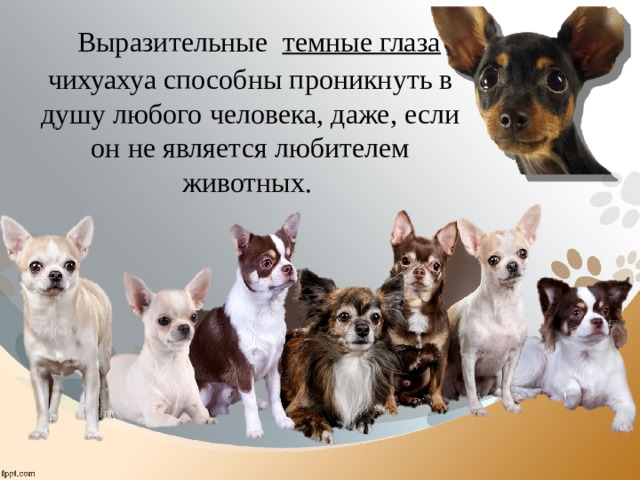  Выразительные темные глаза чихуахуа способны проникнуть в душу любого человека, даже, если он не является любителем животных. 