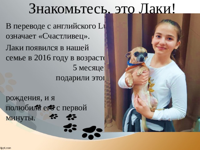 Знакомьтесь, это Лаки! В переводе с английского Lucky означает «Счастливец». Лаки появился в нашей семье в 2016 году в возрасте 5 месяцев. Мне подарили этого малыша на день рождения, и я полюбила его с первой минуты. 