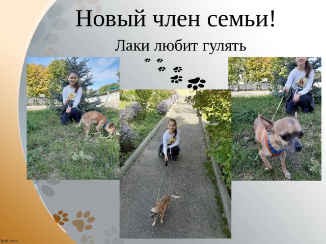 Новый член семьи! Лаки любит гулять  