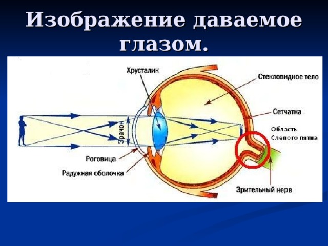 Изображение даваемое глазом.