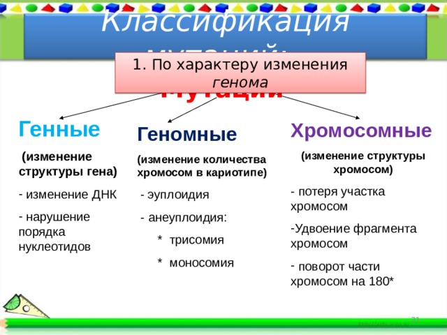 Классификация мутаций: 1. По характеру изменения генома Мутации Генные  (изменение структуры гена)  изменение ДНК  нарушение порядка нуклеотидов  Хромосомные (изменение структуры хромосом) - потеря участка хромосом Удвоение фрагмента хромосом  поворот части хромосом на 180* Геномные (изменение количества хромосом в кариотипе)  - эуплоидия  - анеуплоидия:  * трисомия  * моносомия 21 