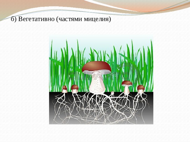 б) Вегетативно (частями мицелия) 