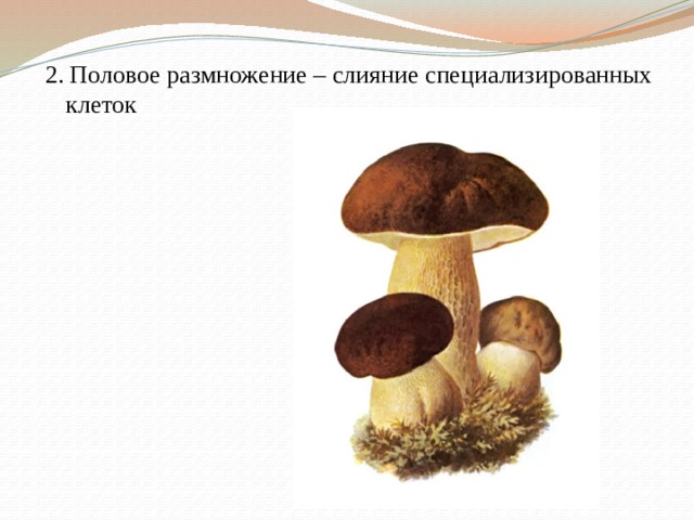 2. Половое размножение – слияние специализированных клеток 