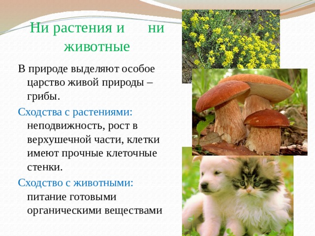 Ни растения и ни животные В природе выделяют особое царство живой природы – грибы. Сходства с растениями: неподвижность, рост в верхушечной части, клетки имеют прочные клеточные стенки. Сходство с животными: питание готовыми органическими веществами 