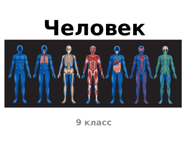 Человек 9 класс 