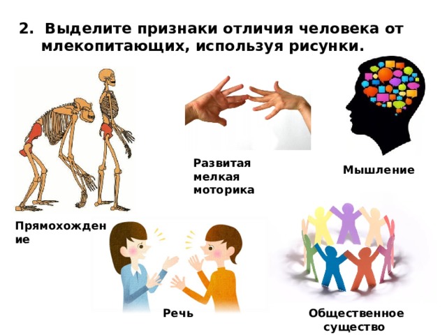 2. Выделите признаки отличия человека от млекопитающих, используя рисунки. Развитая мелкая моторика  Мышление  Прямохождение  Речь  Общественное существо  