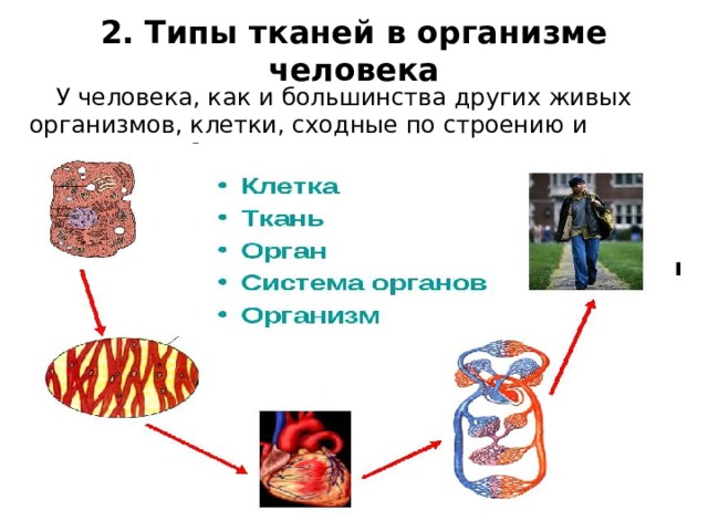 2. Типы тканей в организме человека У человека, как и большинства других живых организмов, клетки, сходные по строению и функциям, образуют ткани. В организме человека выделяют четыре типа тканей.  Рассмотрите рис. 6 на стр. 11. Назовите типы тканей. Прочитайте текст со второго абзаца на стр. 11 до абзаца со словами: «Разные ткани образуют…». Выделите особенности и функции тканей организма.   
