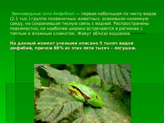   Земноводные  (или Амфибии)  — первая небольшая по числу видов (2,1 тыс.) группа позвоночных животных, освоившая наземную среду, но сохранившая тесную связь с водной. Распространены повсеместно, но наиболее широко встречаются в регионах с теплым и влажным климатом. Живут вблизи водоемов.   На данный момент учеными описано 5 тысяч видов амфибий, причем 88% из этих пяти тысяч – лягушки. 