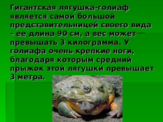 Гигантская лягушка-голиаф является самой большой представительницей своего вида – ее длина 90 см, а вес может превышать 3 килограмма. У голиафа очень крепкие ноги, благодаря которым средний прыжок этой лягушки превышает 3 метра. 