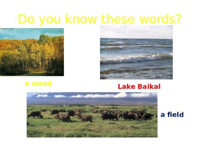 Do you know these words? a wood Lake Baikal a field 