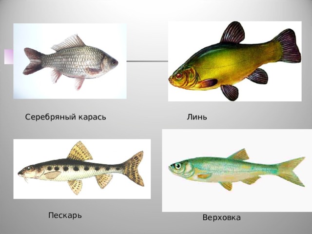 Линь Серебряный карась Пескарь Верховка 