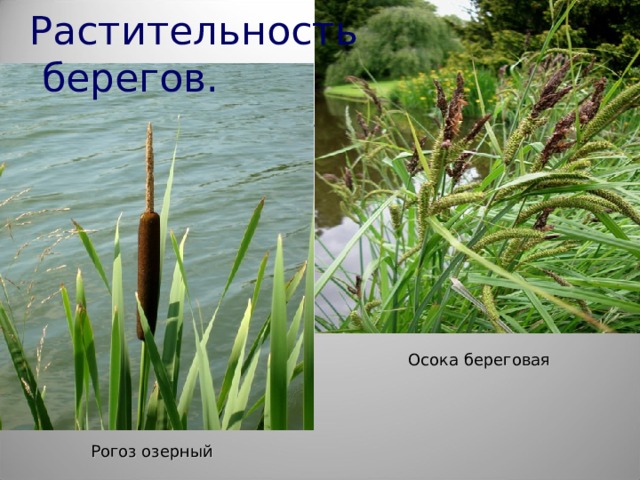 Растительность  берегов. Осока береговая Рогоз озерный 