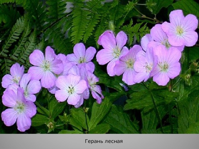 Герань лесная 