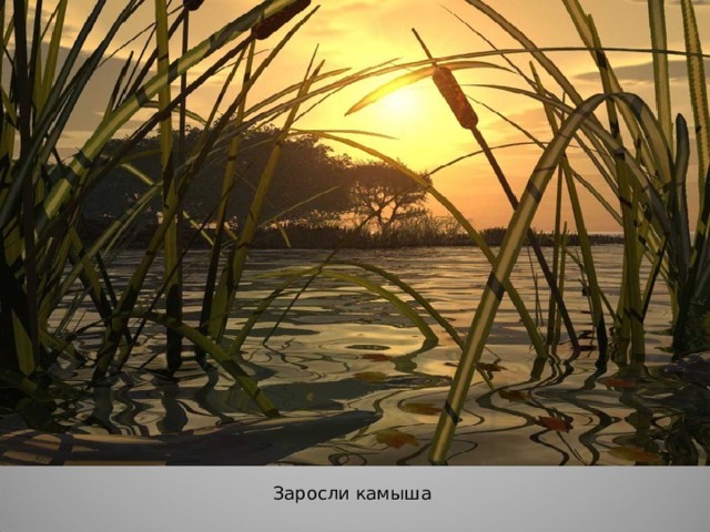 Заросли камыша 