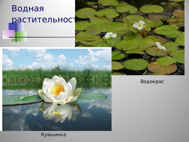Водная  растительность . Водокрас Кувшинка 