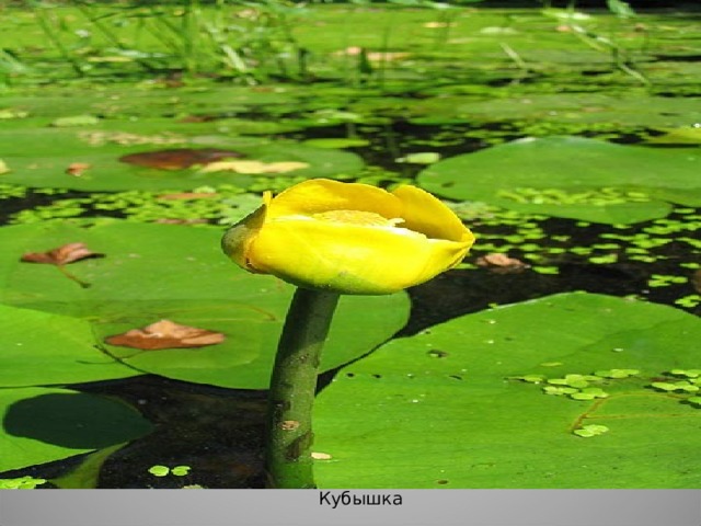 Кубышка 