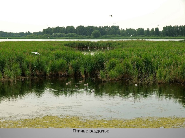 Птичье раздолье 