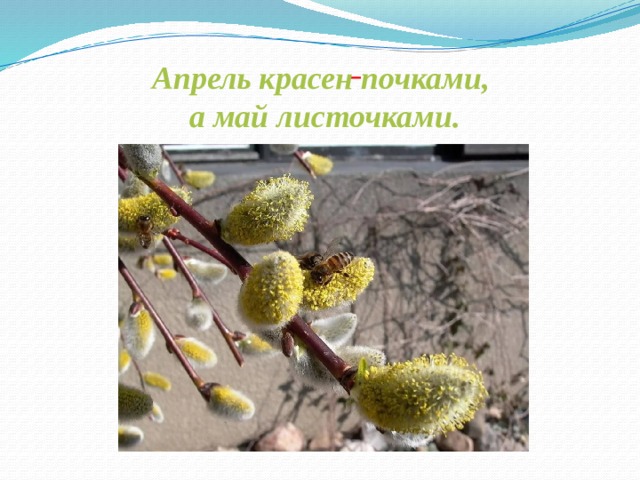  Апрель красен почками, а май листочками.    