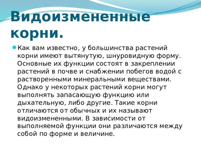 Видоизмененные корни. Как вам известно, у большинства растений корни имеют вытянутую, шнуровидную форму. Основные их функции состоят в закреплении растений в почве и снабжении побегов водой с растворенными минеральными веществами. Однако у некоторых растений корни могут выполнять запасающую функцию или дыхательную, либо другие. Такие корни отличаются от обычных и их называют видоизмененными. В зависимости от выполняемой функции они различаются между собой по форме и величине. 