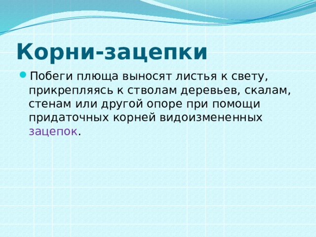 Корни-зацепки Побеги плюща выносят листья к свету, прикрепляясь к стволам деревьев, скалам, стенам или другой опоре при помощи придаточных корней видоизмененных зацепок . 