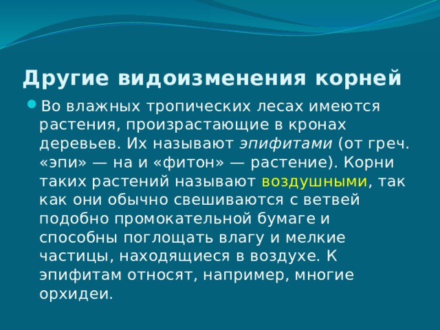 Другие видоизменения корней Во влажных тропических лесах имеются растения, произрастающие в кронах деревьев. Их называют  эпифитами  (от греч. «эпи» — на и «фитон» — растение). Корни таких растений называют воздушными , так как они обычно свешиваются с ветвей подобно промокательной бумаге и способны поглощать влагу и мелкие частицы, находящиеся в воздухе. К эпифитам относят, например, многие орхидеи. 