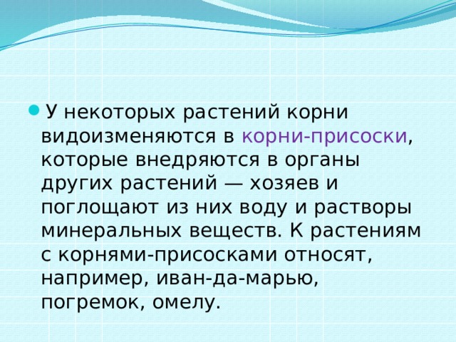 У некоторых растений корни видоизменяются в корни-присоски , которые внедряются в органы других растений — хозяев и поглощают из них воду и растворы минеральных веществ. К растениям с корнями-присосками относят, например, иван-да-марью, погремок, омелу. 