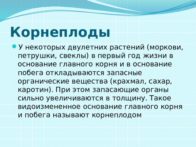 Корнеплоды У некоторых двулетних растений (моркови, петрушки, свеклы) в первый год жизни в основание главного корня и в основание побега откладываются запасные органические вещества (крахмал, сахар, каротин). При этом запасающие органы сильно увеличиваются в толщину. Такое видоизмененное основание главного корня и побега называют корнеплодом 