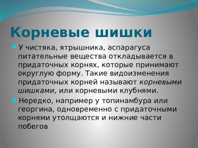 Корневые шишки У чистяка, ятрышника, аспарагуса питательные вещества откладывается в придаточных корнях, которые принимают округлую форму. Такие видоизменения придаточных корней называют  корневыми шишками , или корневыми клубнями. Нередко, например у топинамбура или георгина, одновременно с придаточными корнями утолщаются и нижние части побегов  