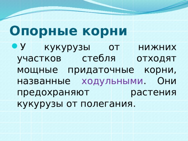 Опорные корни У кукурузы от нижних участков стебля отходят мощные придаточные корни, названные ходульными . Они предохраняют растения кукурузы от полегания. 