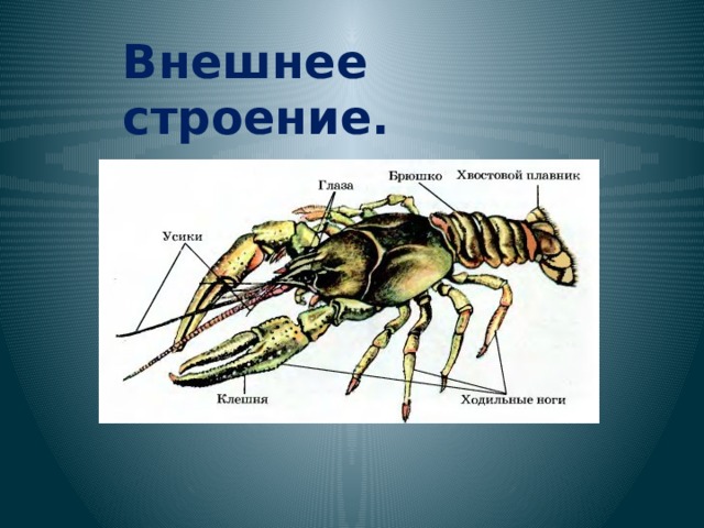 Внешнее строение. 