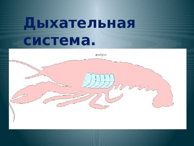 Дыхательная система. 