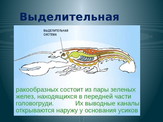 Выделительная система. 