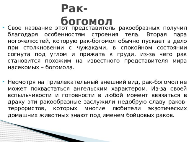Рак-богомол Свое название этот представитель ракообразных получил благодаря особенностям строения тела. Вторая пара ногочелюстей, которую рак-богомол обычно пускает в дело при столкновении с чужаками, в спокойном состоянии согнута под углом и прижата к груди, из-за чего рак становится похожим на известного представителя мира насекомых – богомола. Несмотря на привлекательный внешний вид, рак-богомол не может похвастаться ангельским характером. Из-за своей вспыльчивости и готовности в любой момент ввязаться в драку эти ракообразные заслужили недобрую славу раков-террористов, которых многие любители экзотических домашних животных знают под именем бойцовых раков. 
