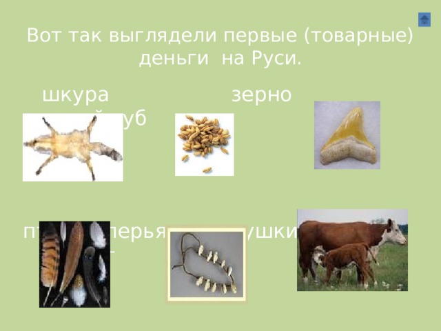Вот так выглядели первые (товарные) деньги на Руси.   шкура зерно акулий зуб    птичьи перья ракушки каури скот
