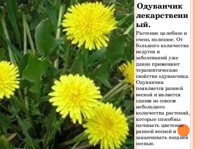  Одуванчик лекарственный. Растение целебное и очень полезное. От большого количества недугов и заболеваний уже давно применяют терапевтические свойства одуванчика. Одуванчик появляется ранней весной и является одним из совсем небольшого количества растений, которые способны начинать цветение ранней весной и заканчивать поздней осенью. 