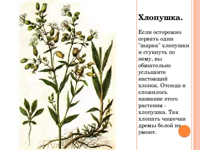 Хлопушка. Если осторожно сорвать один 