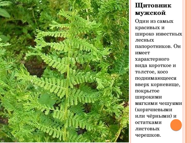 Щитовник мужской . Один из самых красивых и широко известных лесных папоротников. Он имеет характерного вида короткое и толстое, косо поднимающееся вверх корневище, покрытое широкими мягкими чешуями (коричневыми или чёрными) и остатками листовых черешков. 