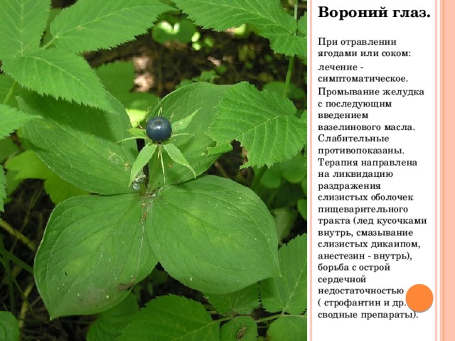 Вороний глаз. При отравлении ягодами или соком: лечение - симптоматическое. Промывание желудка с последующим введением вазелинового масла. Слабительные противопоказаны. Терапия направлена на ликвидацию раздражения слизистых оболочек пищеварительного тракта (лед кусочками внутрь, смазывание слизистых дикаипом, анестезин - внутрь), борьба с острой сердечной недостаточностью ( строфантин и др. сводные препараты).  