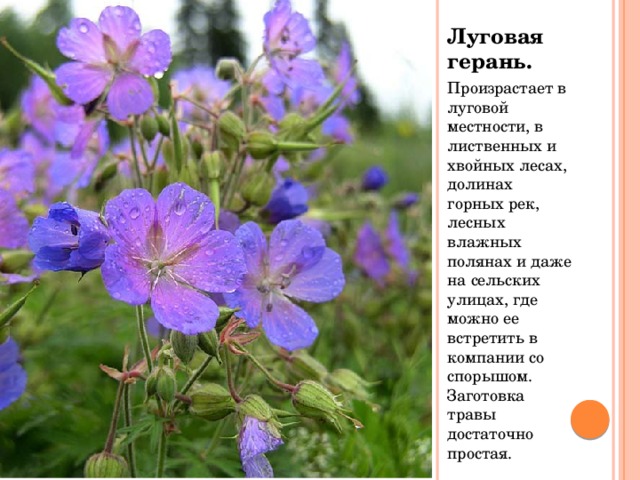Луговая герань. Произрастает в луговой местности, в лиственных и хвойных лесах, долинах горных рек, лесных влажных полянах и даже на сельских улицах, где можно ее встретить в компании со спорышом. Заготовка травы достаточно простая. 