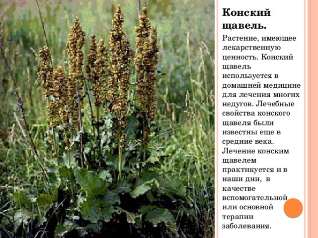 Конский щавель. Растение, имеющее лекарственную ценность. Конский щавель используется в домашней медицине для лечения многих недугов. Лечебные свойства конского щавеля были известны еще в средние века. Лечение конским щавелем практикуется и в наши дни, в качестве вспомогательной или основной терапии заболевания. 