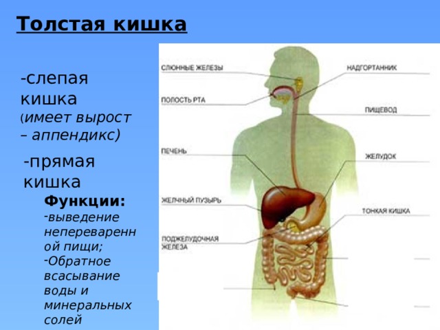 Толстая кишка -слепая кишка ( имеет вырост – аппендикс) -прямая кишка Функции: выведение непереваренной пищи; Обратное всасывание воды и минеральных солей 