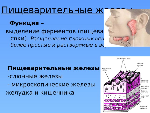 Пищеварительные железы  Функция –  выделение ферментов (пищеварительные соки). Расщепление с ложных веществ на более простые и растворимые в воде.    Пищеварительные железы:  -слюнные железы  - микроскопические железы желудка и кишечника 