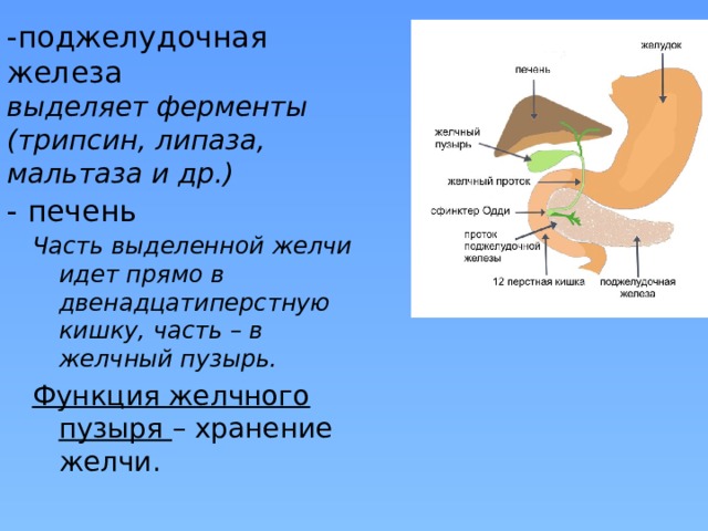 -поджелудочная железа выделяет ферменты (трипсин, липаза, мальтаза и др.) - печень Часть выделенной желчи идет прямо в двенадцатиперстную кишку, часть – в желчный пузырь. Функция желчного пузыря – хранение желчи. 