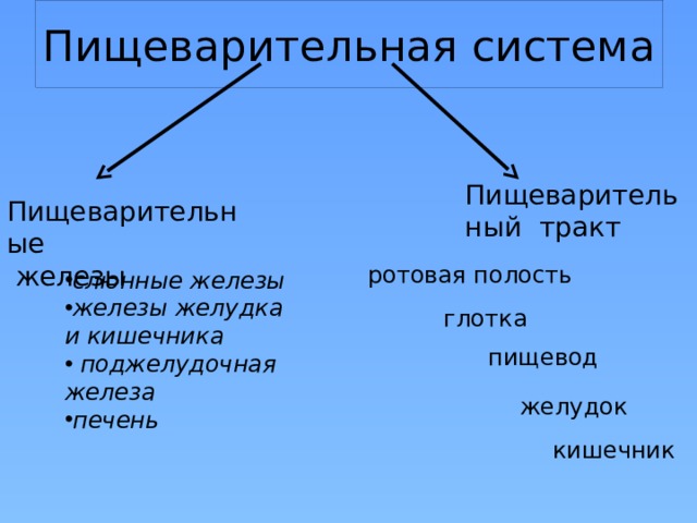 Пищеварительная система Пищеварительный тракт Пищеварительные  железы ротовая полость слюнные железы железы желудка и кишечника  поджелудочная железа печень глотка пищевод желудок кишечник 