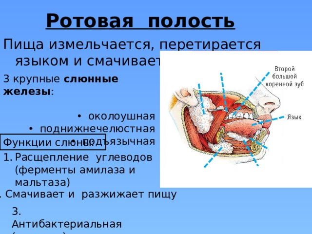 Ротовая полость Пища измельчается, перетирается языком и смачивается слюной 3 крупные слюнные железы :  околоушная  поднижнечелюстная  подъязычная Функции слюны: Расщепление углеводов (ферменты амилаза и мальтаза) 2. Смачивает и разжижает пищу 3. Антибактериальная (лизоцим) 