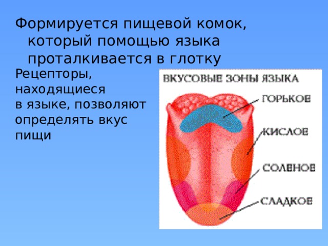 Формируется пищевой комок, который помощью языка проталкивается в глотку Рецепторы, находящиеся в языке, позволяют определять вкус пищи 