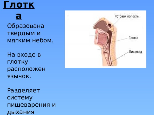 Глотка Образована твердым и мягким небом. На входе в глотку расположен язычок. Разделяет систему пищеварения и дыхания 
