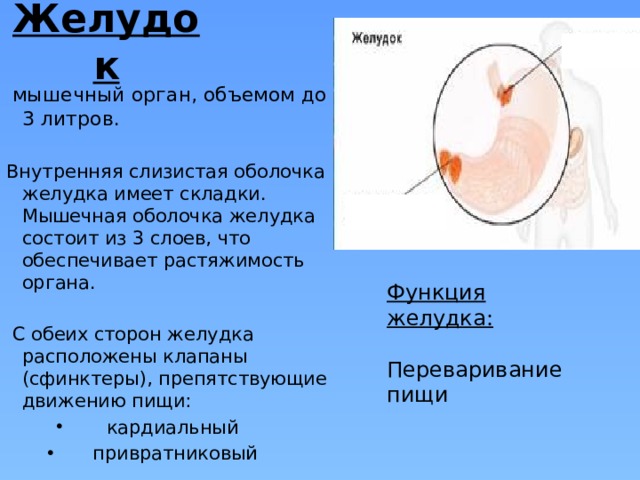 Желудок  мышечный орган, объемом до 3 литров. Внутренняя слизистая оболочка желудка имеет складки. Мышечная оболочка желудка состоит из 3 слоев, что обеспечивает растяжимость органа.  С обеих сторон желудка расположены клапаны (сфинктеры), препятствующие движению пищи: кардиальный привратниковый Функция желудка: Переваривание пищи 