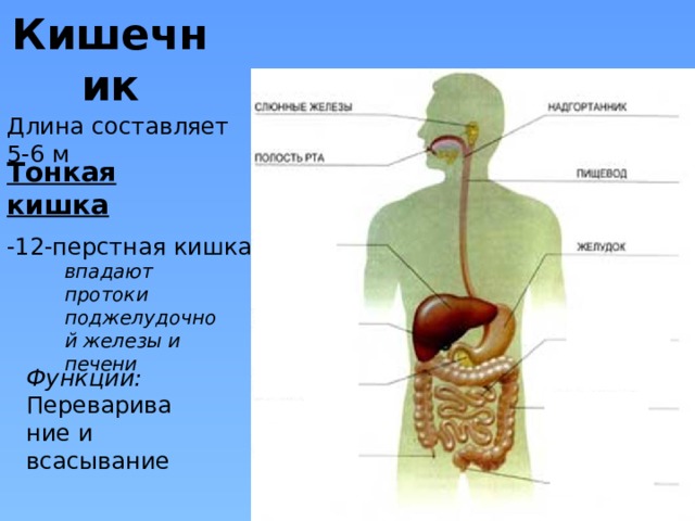 Кишечник Длина составляет 5-6 м Тонкая кишка -12-перстная кишка впадают протоки поджелудочной железы и печени Функции: Переваривание и всасывание 